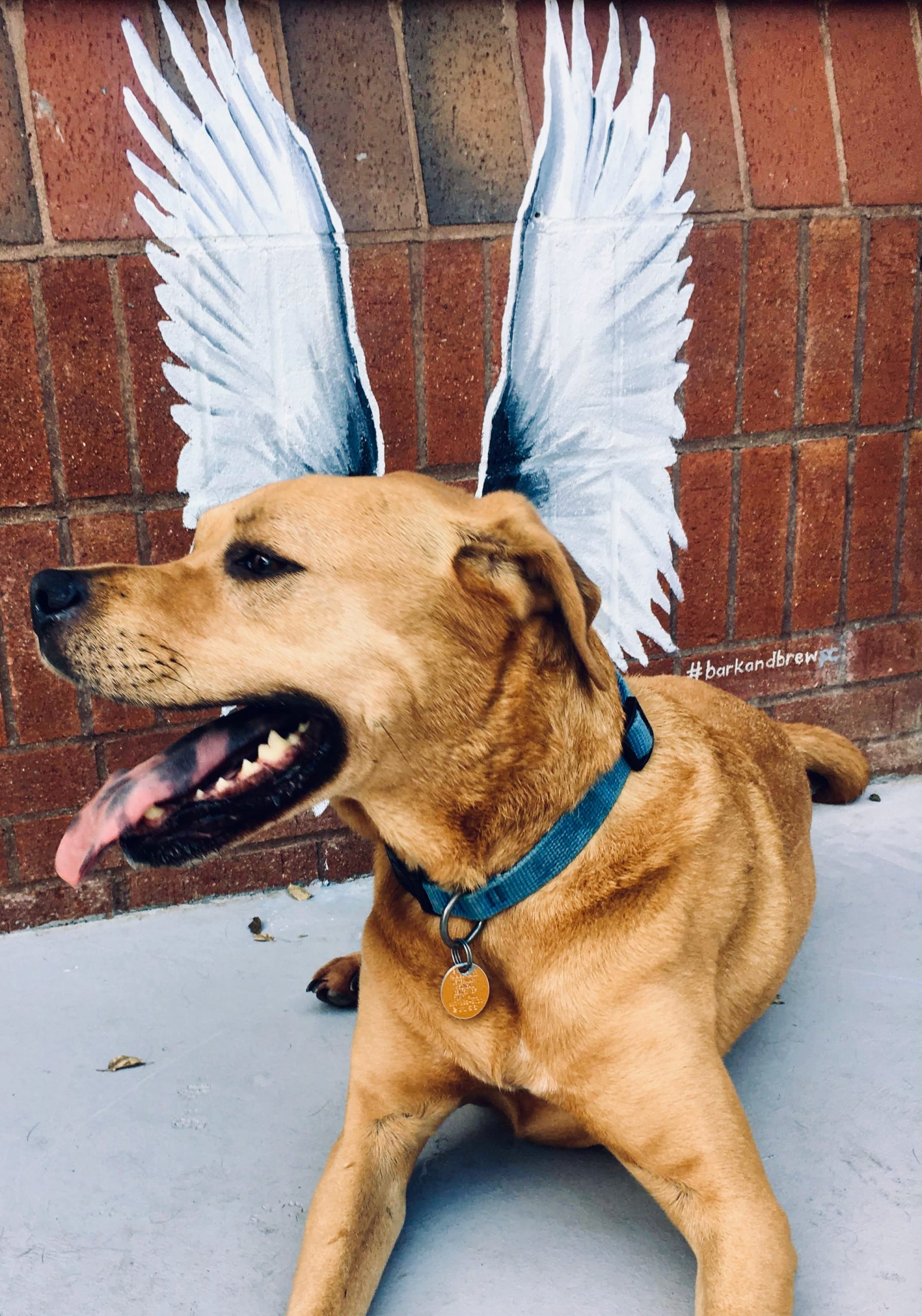 Seeley with Wings