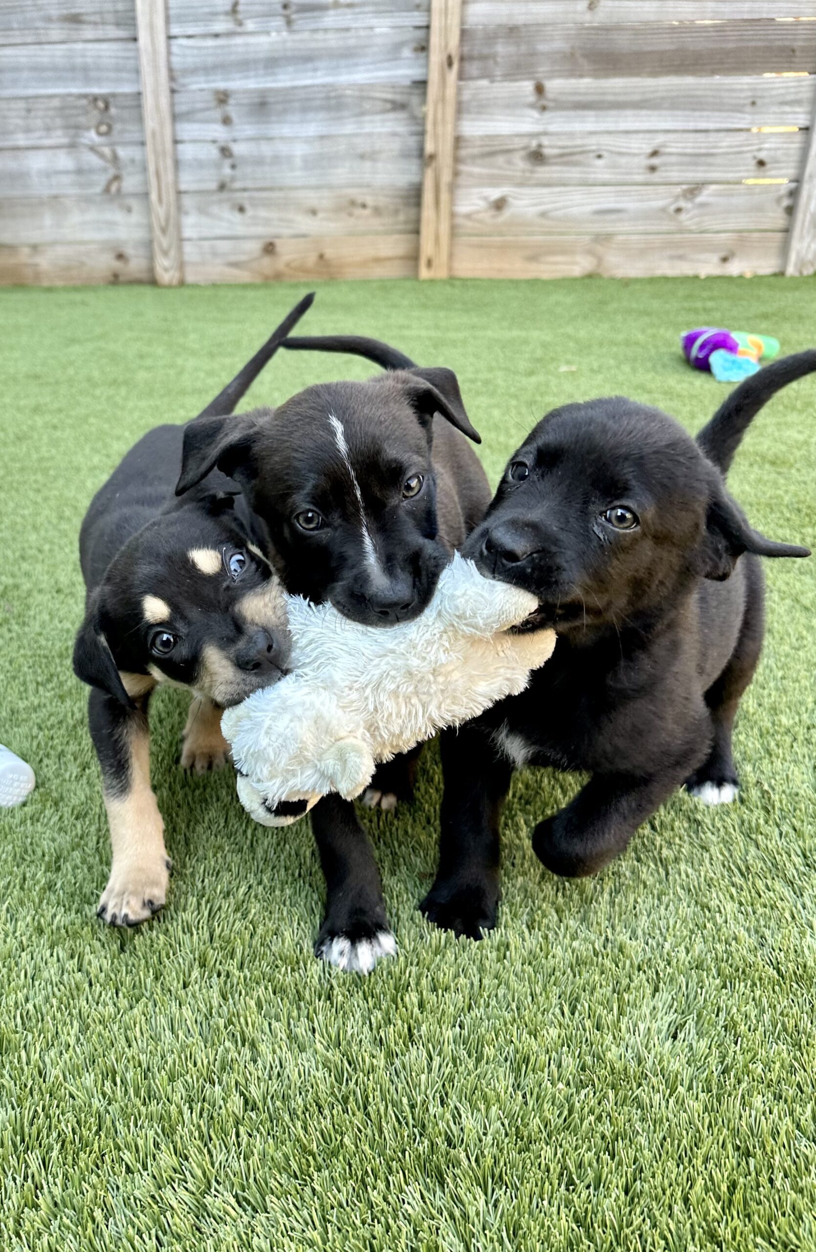 Safe and Healthy Dog Play at Broken Leash Dog Park