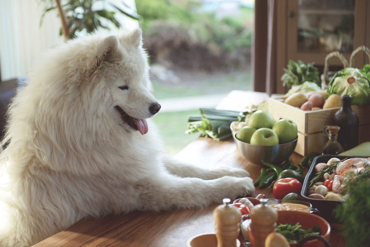 White dog with paws on kitchen counter, surrounded by baskets and bowls of fresh fruits and vegetables