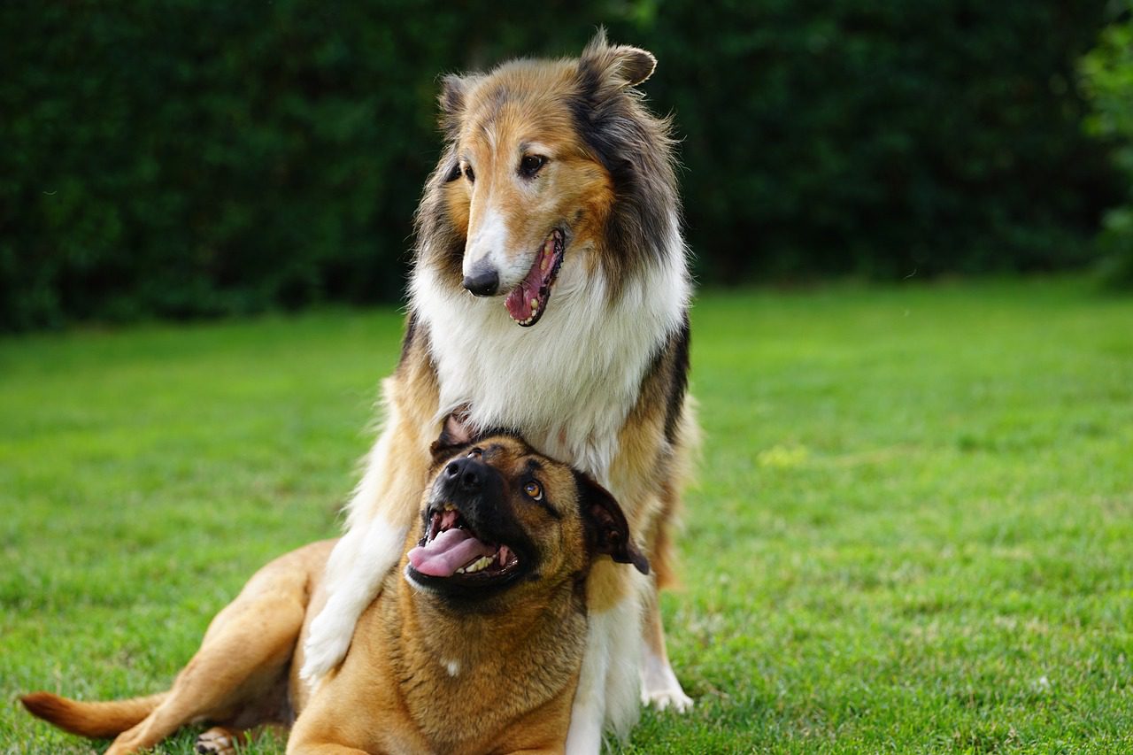 Two dogs playing happily in an off-leash dog park