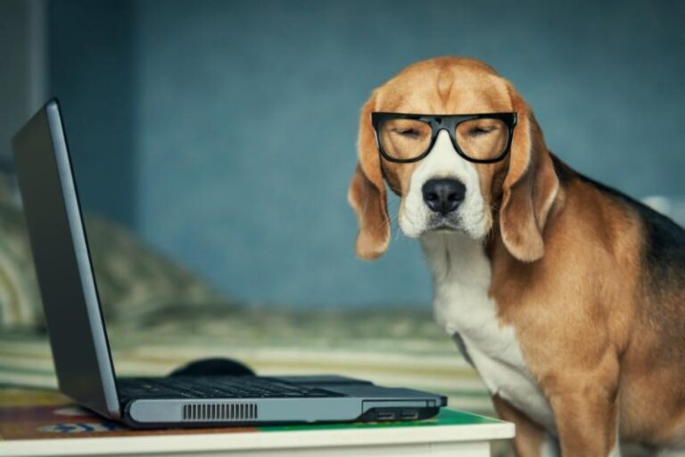 Intelligent dog with glasses researching vet-approved diets on a laptop