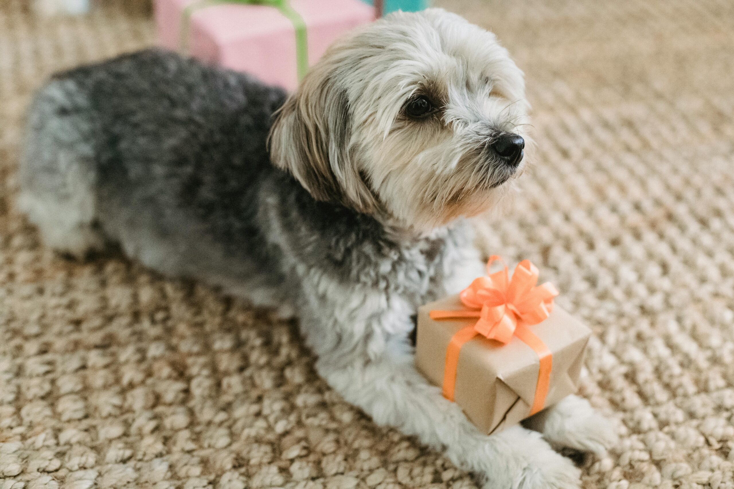 Dog with a gift at Broken Leash, promoting gift membership for dog park access.