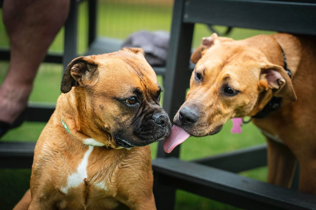 Chloe the golden retriever giving Lily a kiss at Broken Leash dog-friendly bar and off-leash park in Charleston