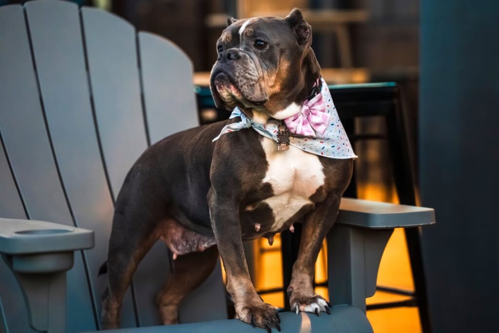 Confident bulldog sitting in chair at Broken Leash dog park in Charleston