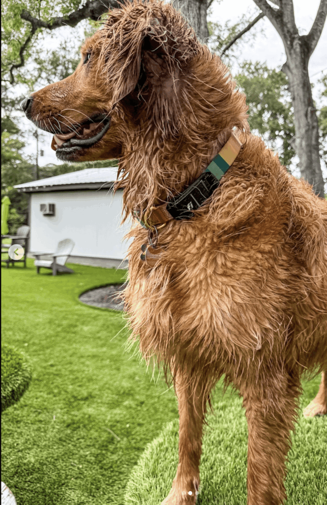Wrigley wearing a Fi Smart Collar at Broken Leash dog park in Charleston, SC