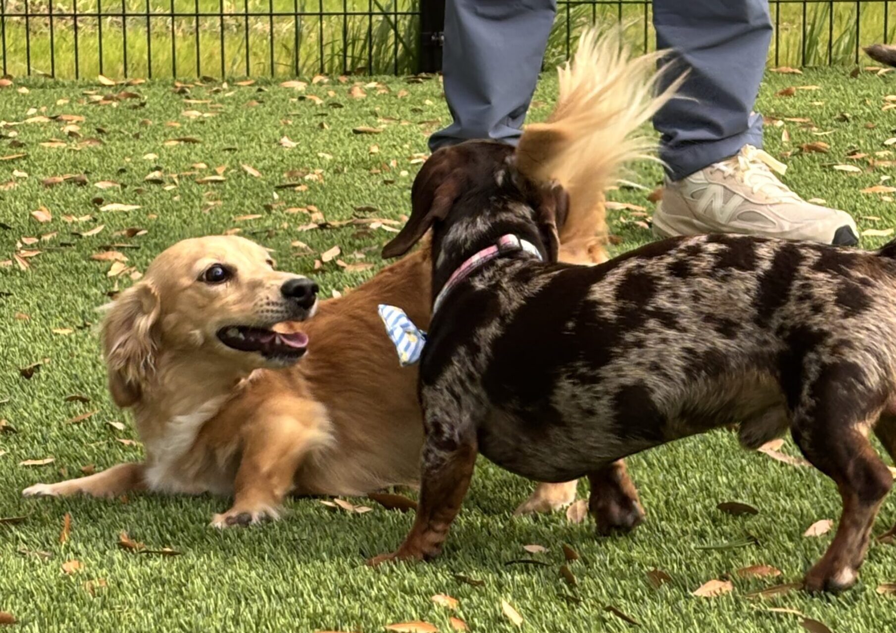 Dachshunds meetup at Broken Leash dog-friendly bar in North Charleston