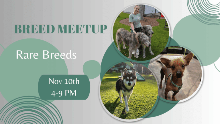 Dogs of rare breeds and unique mixes playing at Broken Leash Dog Park and Bar in North Charleston