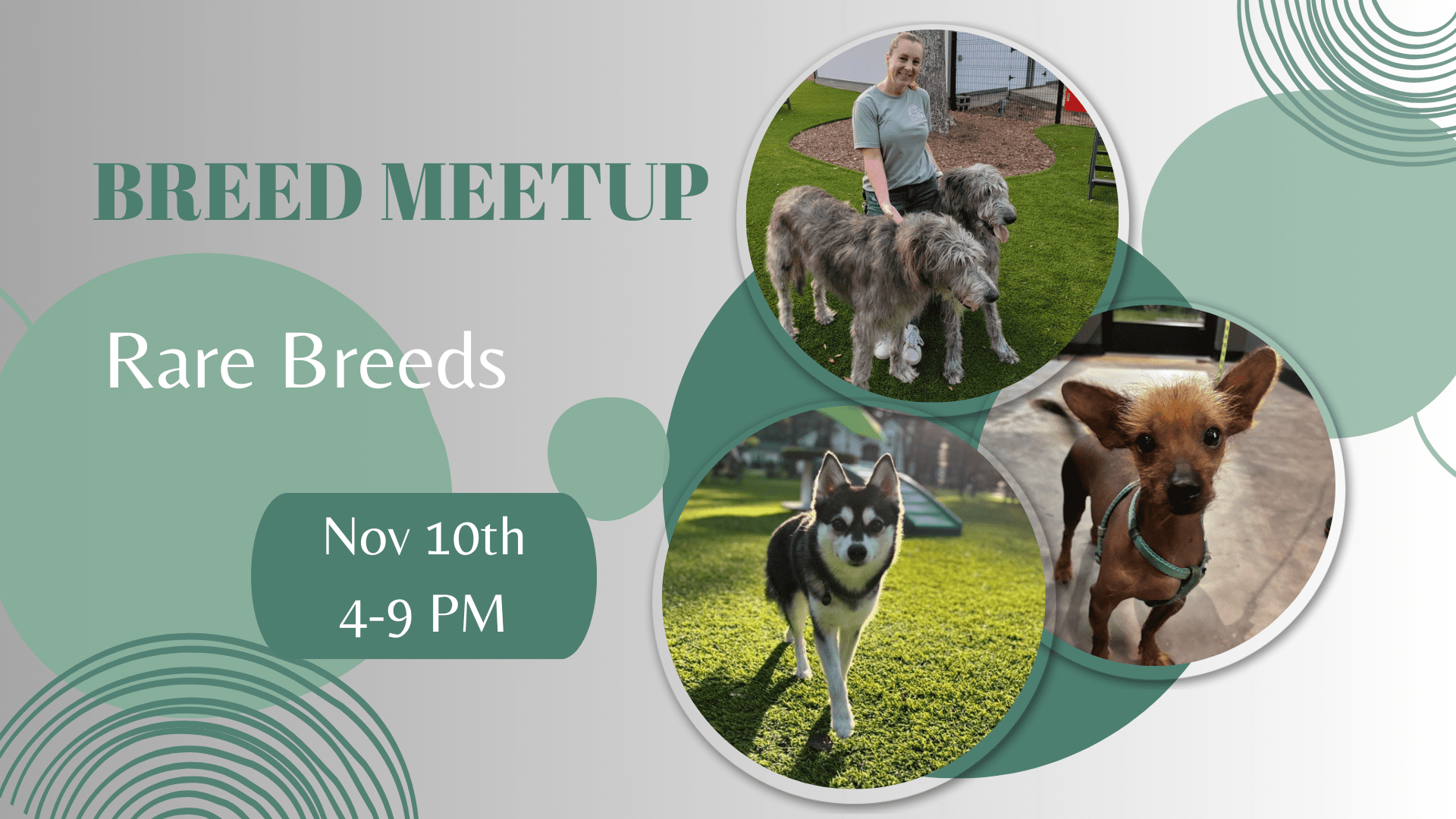 Dogs of rare breeds and unique mixes playing at Broken Leash Dog Park and Bar in North Charleston