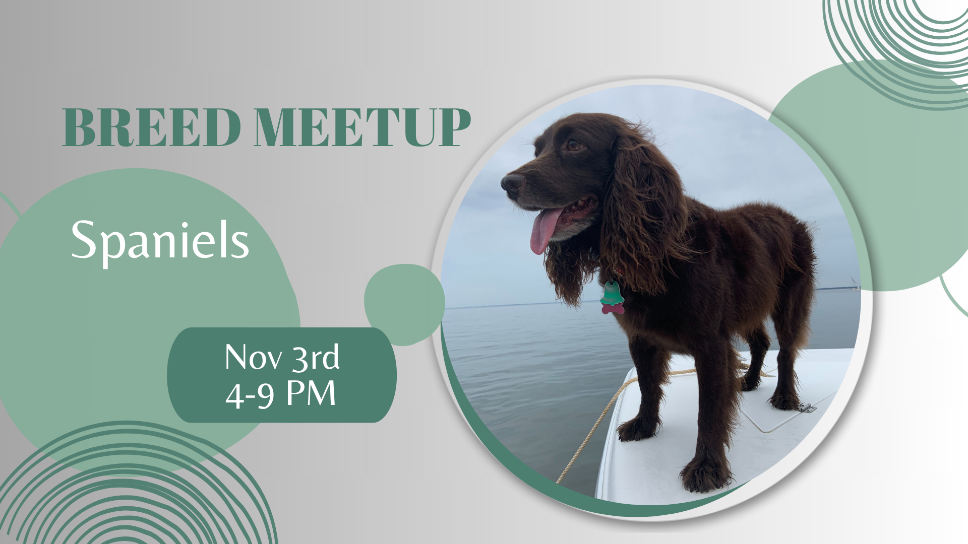 Spaniels playing at The Broken Leash breed meetup in North Charleston