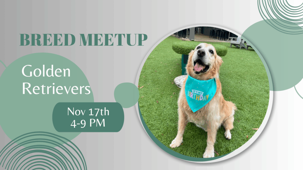 Golden Retrievers playing at The Broken Leash Breed Meetup in North Charleston on Nov 17