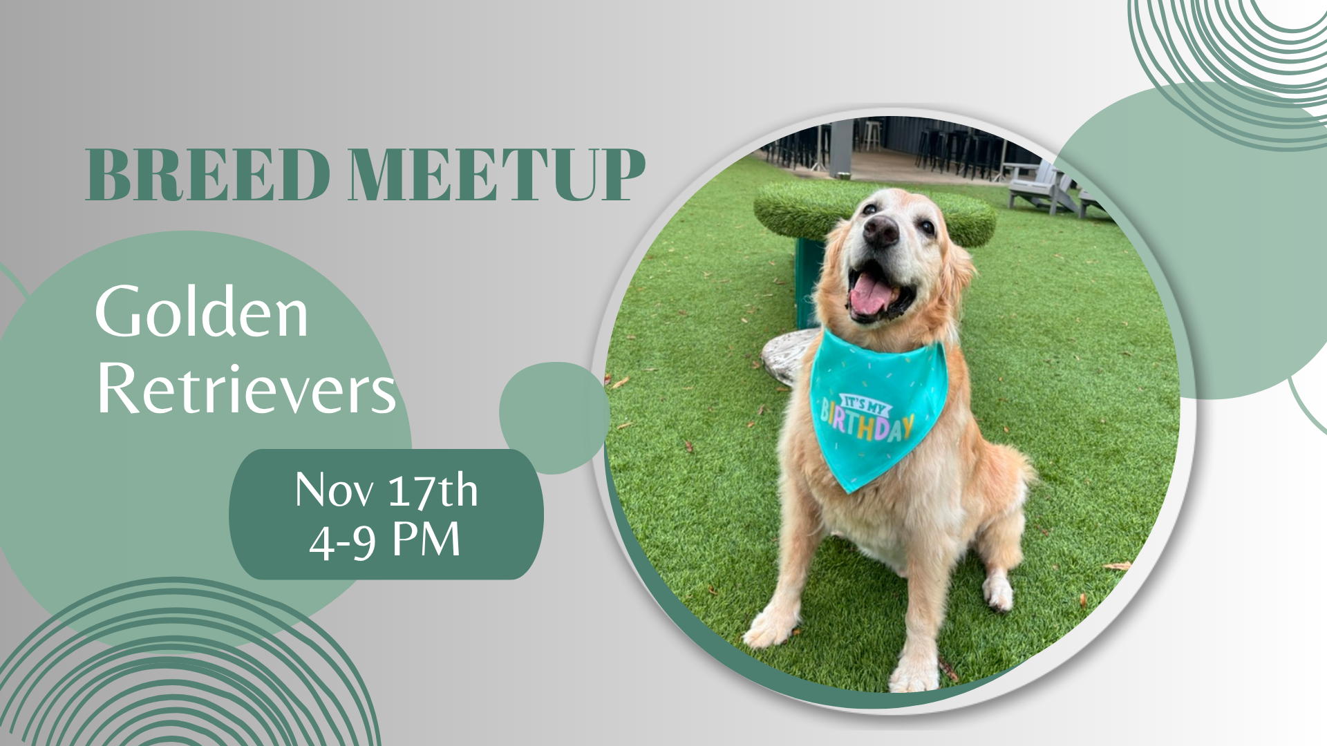Golden Retrievers playing at The Broken Leash Breed Meetup in North Charleston on Nov 17