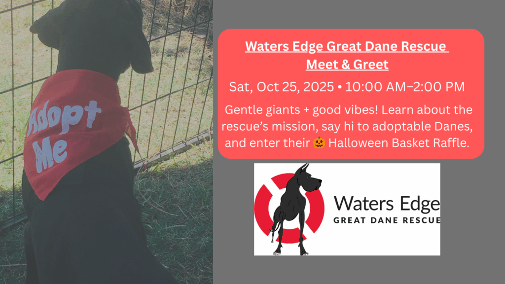 Great Dane rescue meet and greet at The Broken Leash in North Charleston