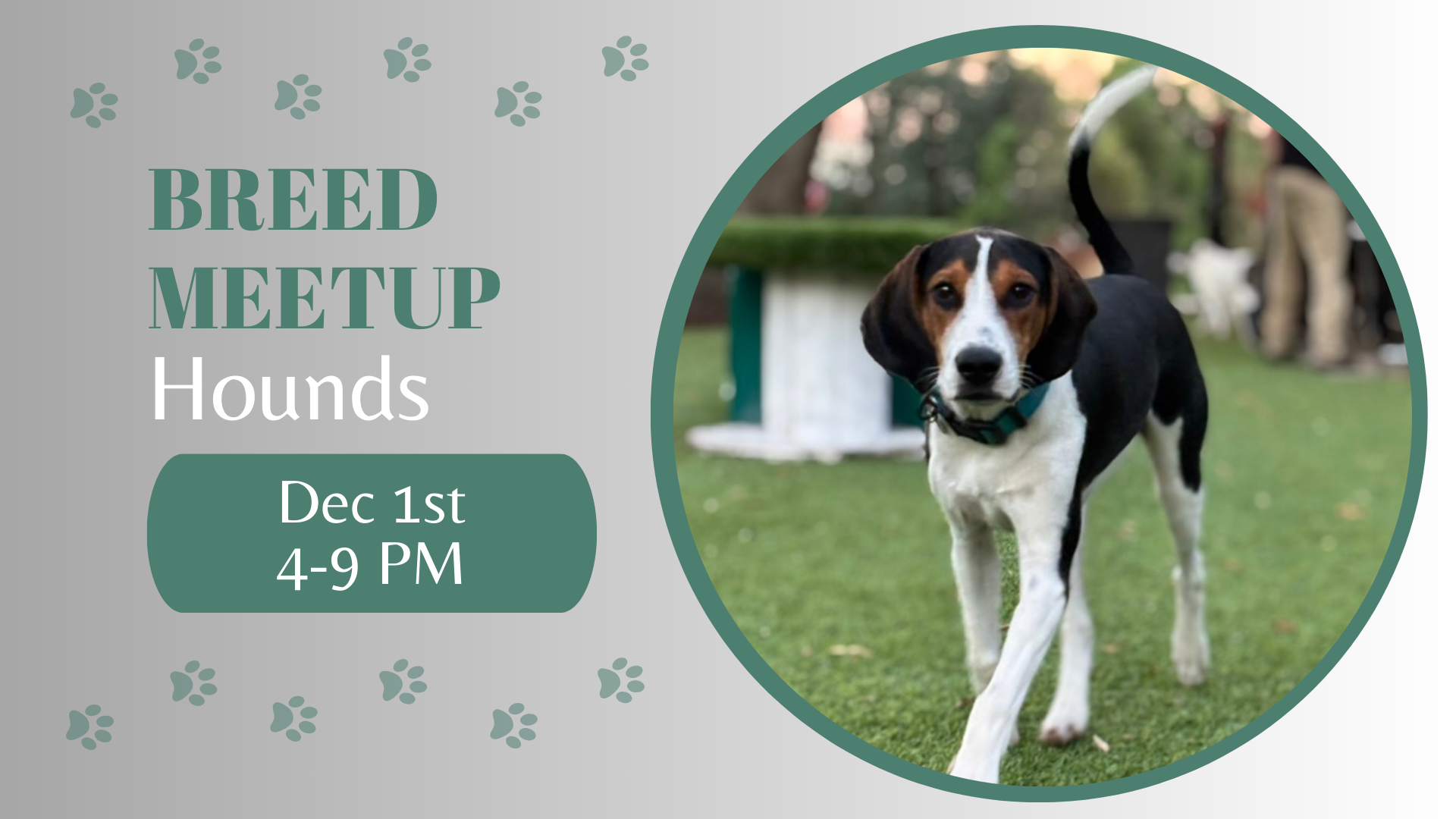 Hound dogs playing together at The Broken Leash dog park.