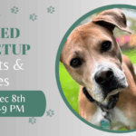 Mixed-breed dogs playing together at The Broken Leash dog park.