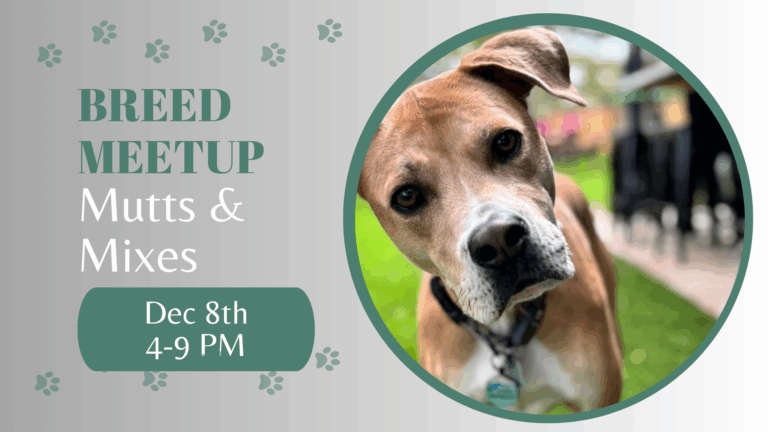 Mixed-breed dogs playing together at The Broken Leash dog park.