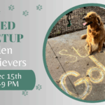Golden Retrievers playing together at The Broken Leash dog park.