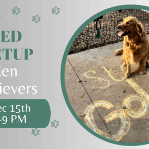 Golden Retrievers playing together at The Broken Leash dog park.