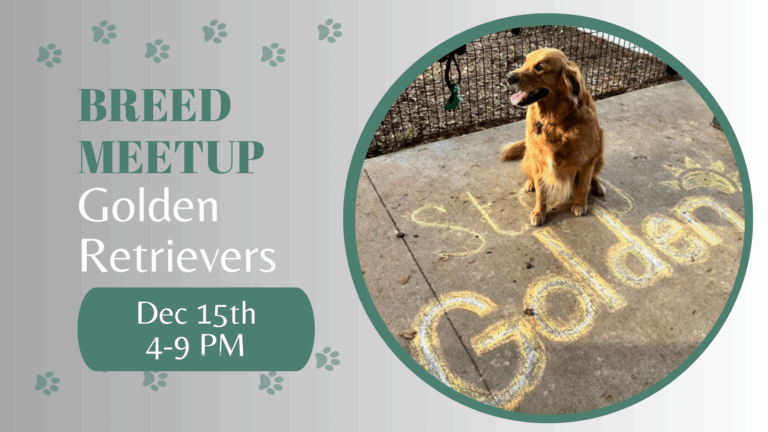 Golden Retrievers playing together at The Broken Leash dog park.