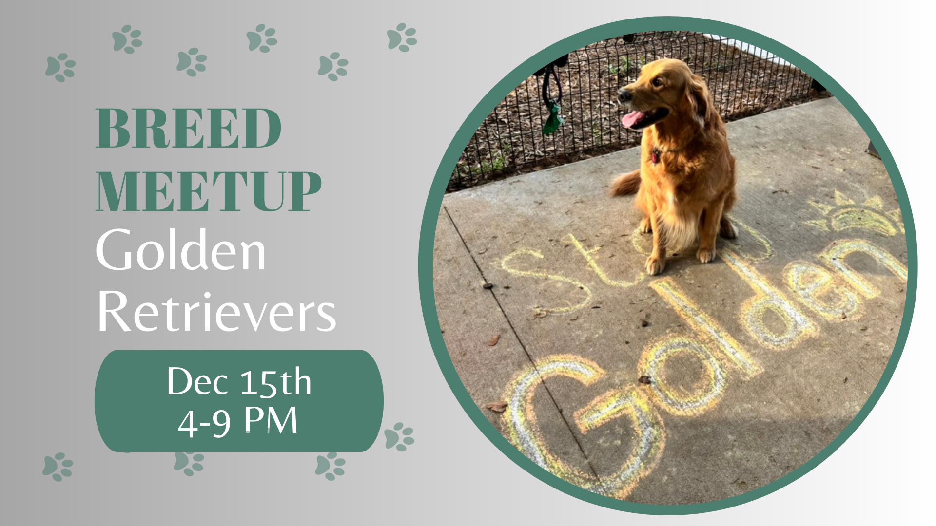 Golden Retrievers playing together at The Broken Leash dog park.