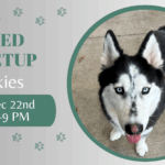 Huskies playing together at The Broken Leash dog park.