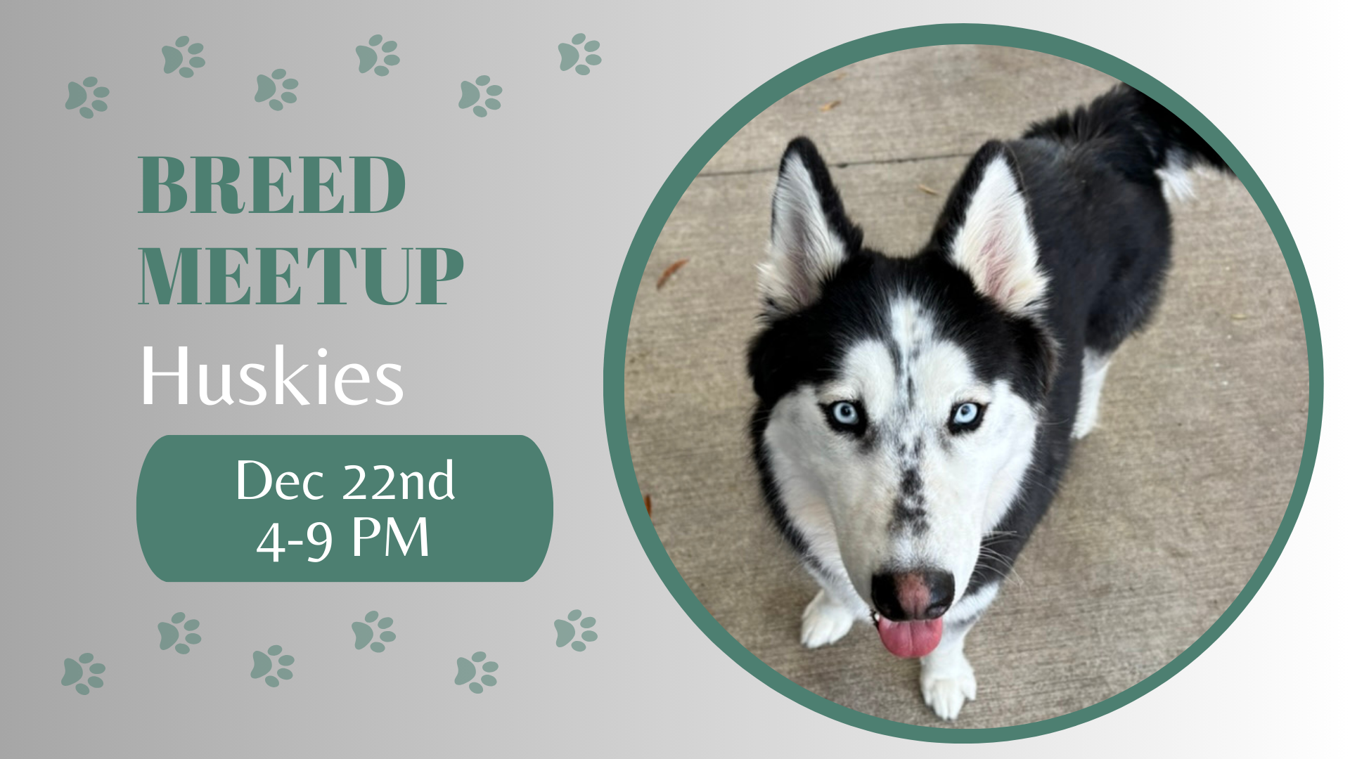 Huskies playing together at The Broken Leash dog park.