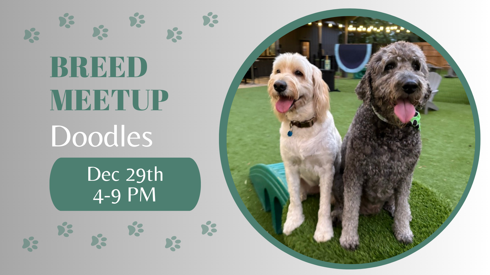 Doodles playing together at The Broken Leash dog park.