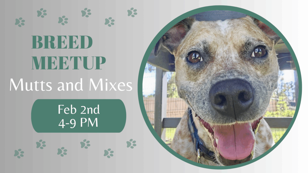 Mixed-breed dogs playing together during a mutts and mixes breed meetup at The Broken Leash.