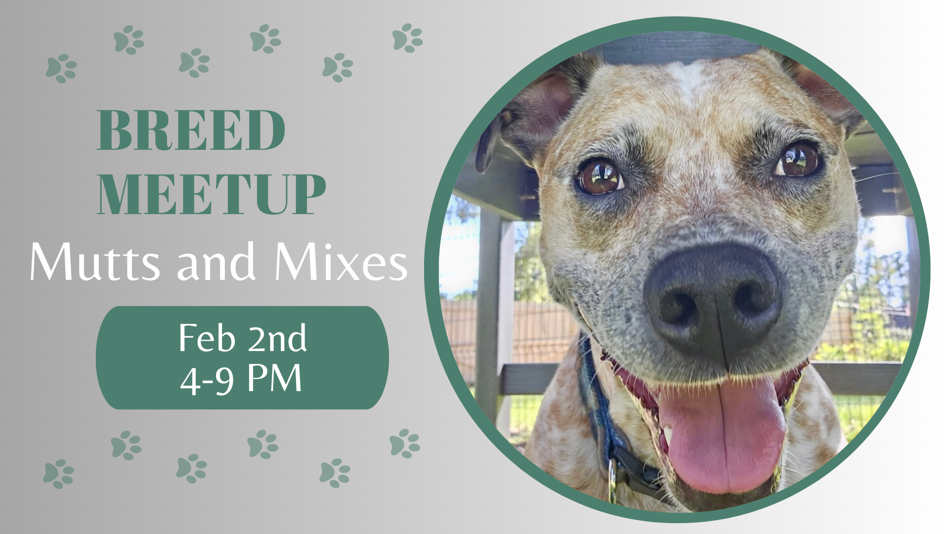 Mixed-breed dogs playing together during a mutts and mixes breed meetup at The Broken Leash.
