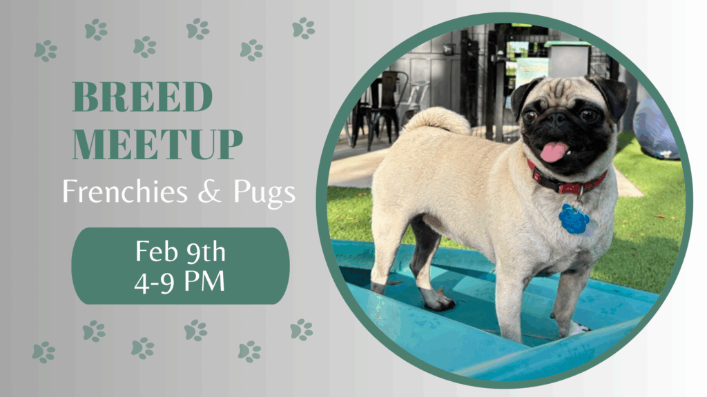 French Bulldogs and Pugs playing together during a breed meetup at The Broken Leash.