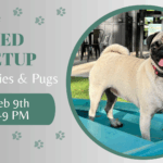 French Bulldogs and Pugs playing together during a breed meetup at The Broken Leash.