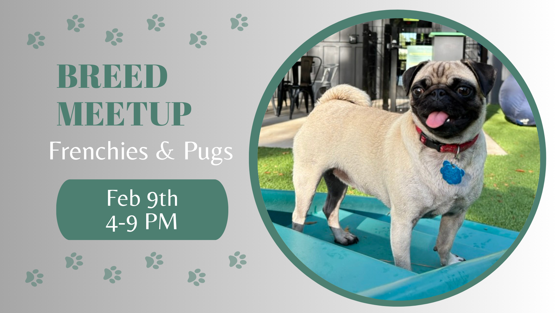 French Bulldogs and Pugs playing together during a breed meetup at The Broken Leash.