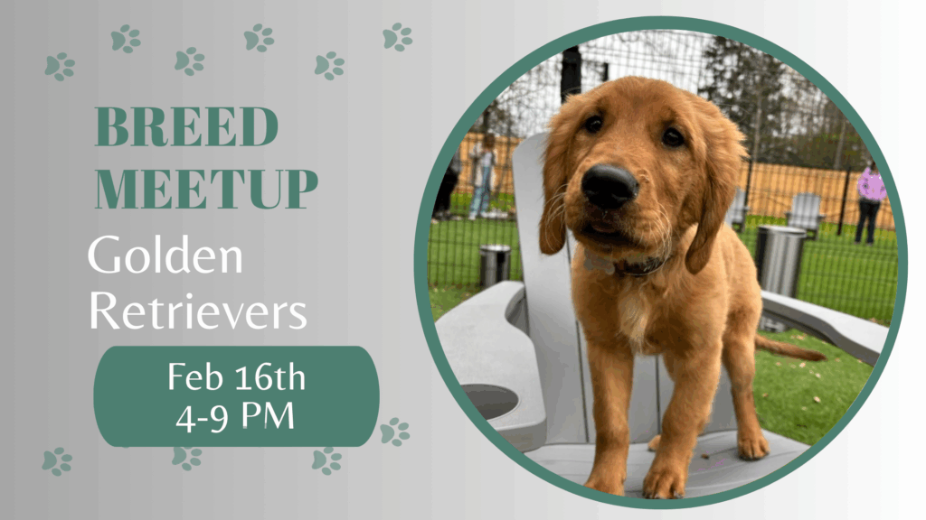 Golden Retrievers playing together during a breed meetup at The Broken Leash.