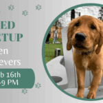 Golden Retrievers playing together during a breed meetup at The Broken Leash.