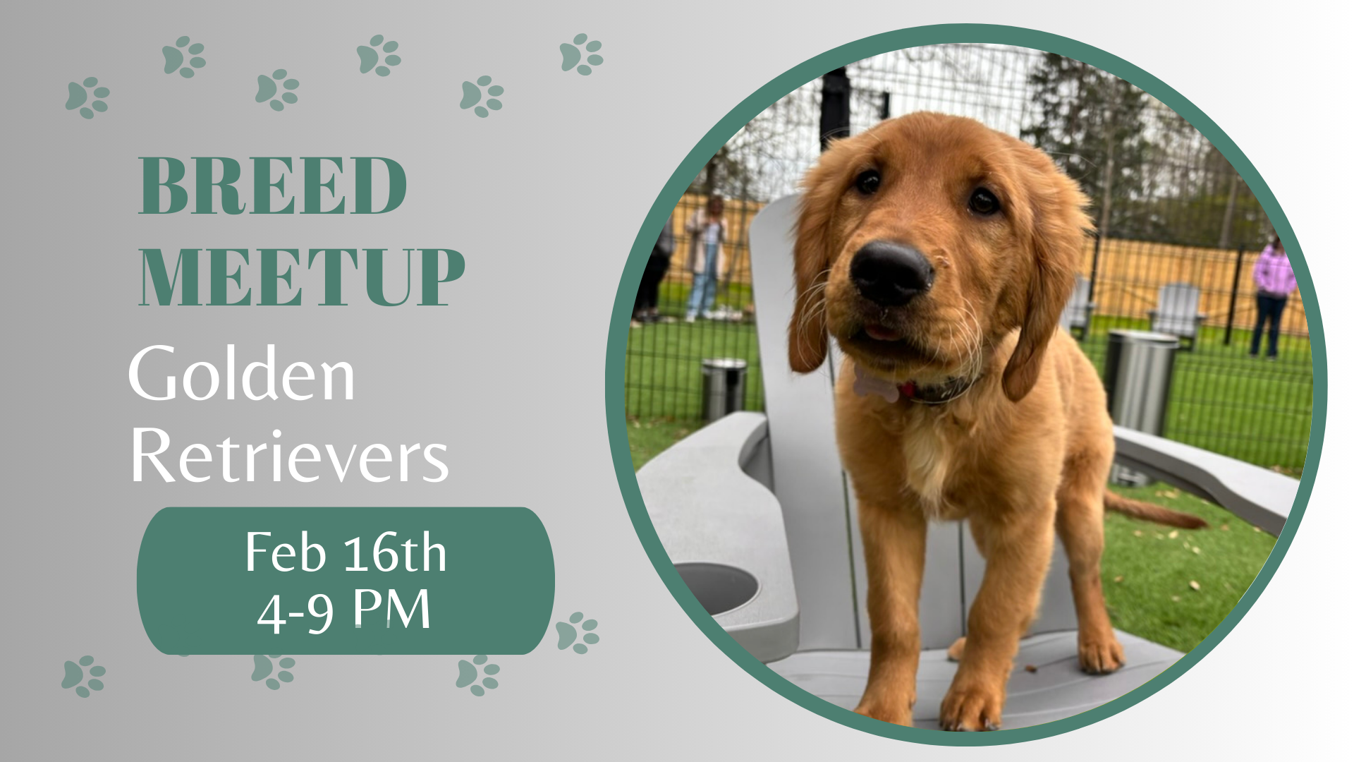 Golden Retrievers playing together during a breed meetup at The Broken Leash.