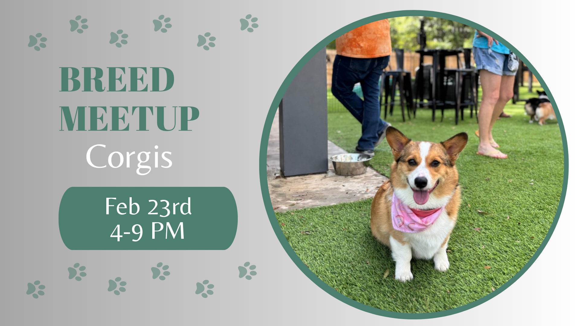 Corgis playing together during a breed meetup at The Broken Leash dog park.