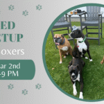 Boxer dogs playing together during a breed meetup at The Broken Leash.
