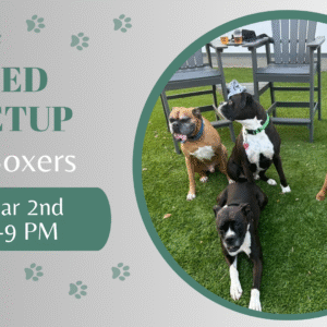 Boxer dogs playing together during a breed meetup at The Broken Leash.