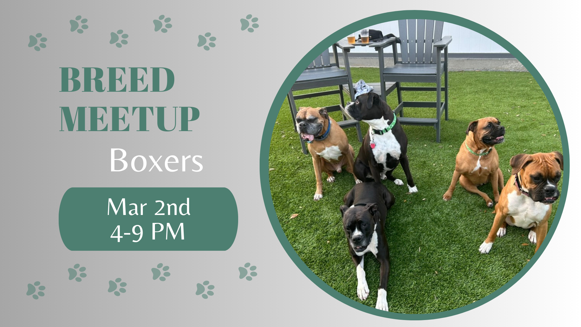 Boxer dogs playing together during a breed meetup at The Broken Leash.