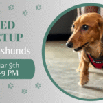 Dachshunds playing together during a breed meetup at The Broken Leash.