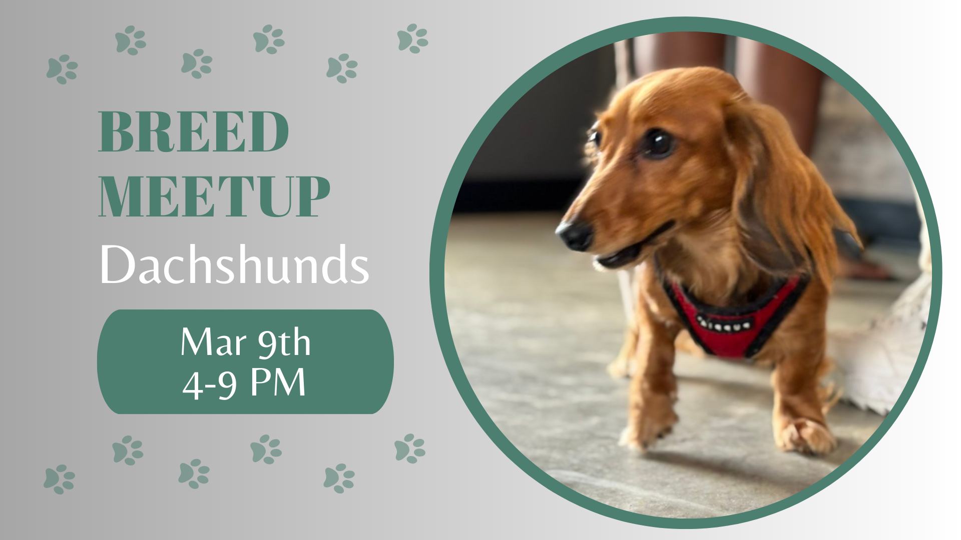 Dachshunds playing together during a breed meetup at The Broken Leash.