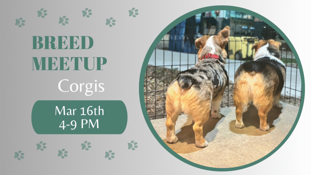 Corgis playing together during a breed meetup at The Broken Leash.