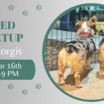 Corgis playing together during a breed meetup at The Broken Leash.