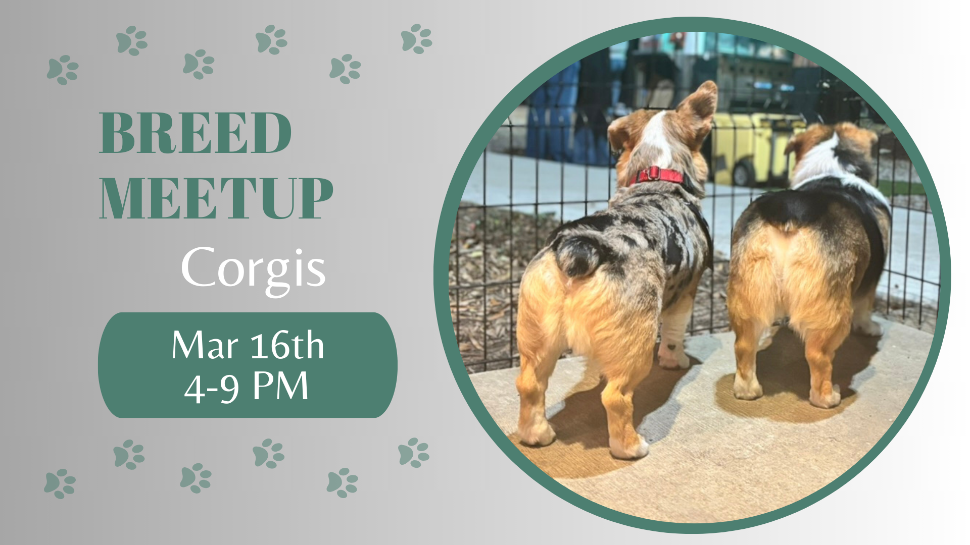 Corgis playing together during a breed meetup at The Broken Leash.