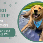 Golden Retrievers playing together during a breed meetup at The Broken Leash.