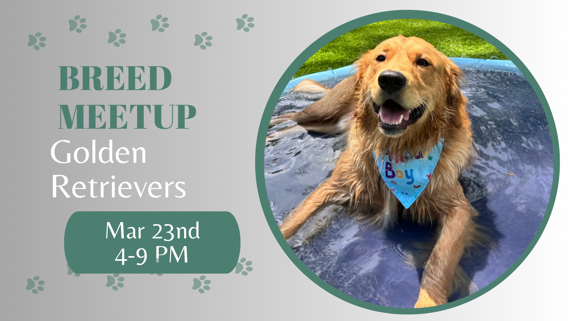 Golden Retrievers playing together during a breed meetup at The Broken Leash.