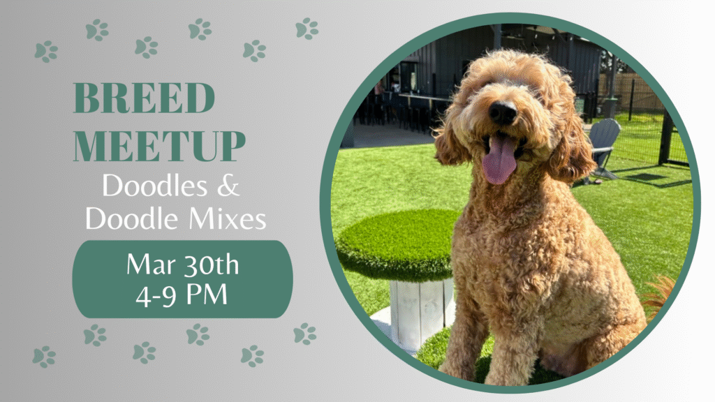 Doodles and doodle mixes playing together during a breed meetup at The Broken Leash.