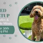 Doodles and doodle mixes playing together during a breed meetup at The Broken Leash.