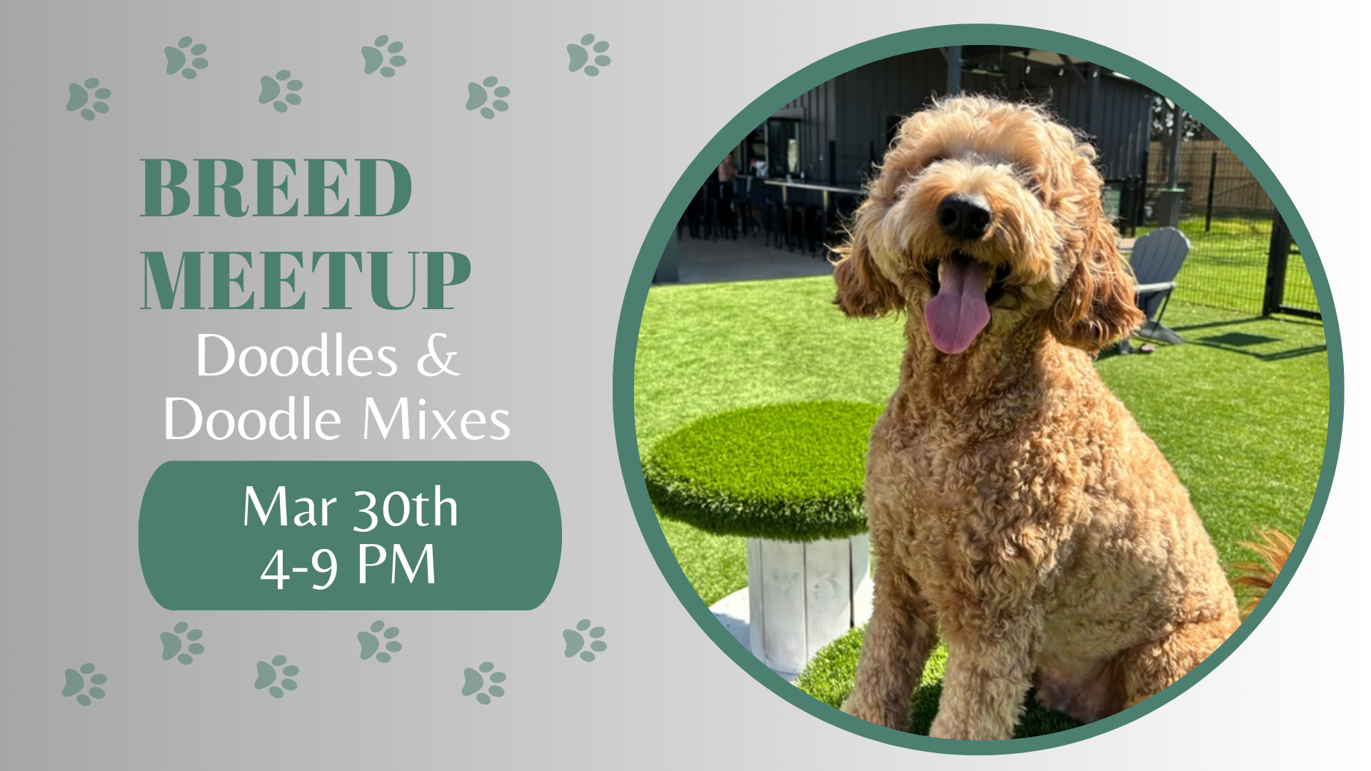 Doodles and doodle mixes playing together during a breed meetup at The Broken Leash.