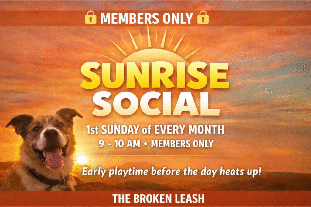 Dogs enjoy calm early morning play during Sunrise Social at The Broken Leash.