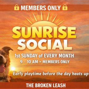 Dogs enjoy calm early morning play during Sunrise Social at The Broken Leash.